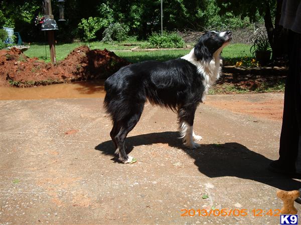 Stud Dogs - Australian Shepherd